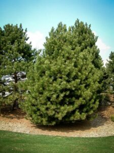 Сосна Чёрная (Pinus Nigra) купить по цене от 270.00р. в интернет-магазине «Посадика» с доставкой почтой в в Карабаше и по всей России – [изображение №1].