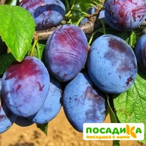 Слива Чачакская ранняя купить по цене от 229.00р. в интернет-магазине «Посадика» с доставкой почтой в в Карабаше и по всей России – [изображение №1].