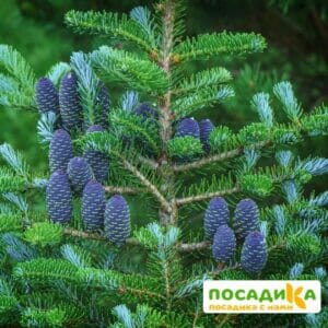 Пихта корейская (Abies koreana) купить по цене от 450.00р. в интернет-магазине «Посадика» с доставкой почтой в в Карабаше и по всей России – [изображение №1].