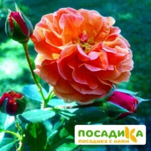 Роза Арабия купить по цене от 350.00р. в интернет-магазине «Посадика» с доставкой почтой в в Карабаше и по всей России – [изображение №1].