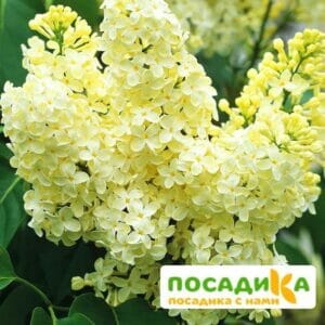 Сирень Примроуз (Primrose) купить по цене от 529.00р. в интернет-магазине «Посадика» с доставкой почтой в в Карабаше и по всей России – [изображение №1].