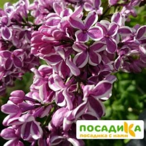 Сирень Сенсация купить по цене от 529.00р. в интернет-магазине «Посадика» с доставкой почтой в в Карабаше и по всей России – [изображение №1].