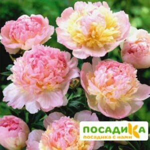 Пион Распберри Сандей (Paeonia Raspberry Sundae) купить по цене от 959р. в интернет-магазине «Посадика» с доставкой почтой в в Карабаше и по всей России – [изображение №1].