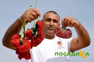 Клубника Гигант Джорнея купить по цене от 266р. в интернет-магазине «Посадика» с доставкой почтой в в Карабаше и по всей России – [изображение №1].