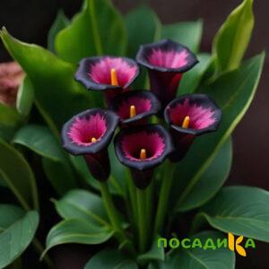 Калла Аура Лейс купить по цене от 400р. в интернет-магазине «Посадика» с доставкой почтой в в Карабаше и по всей России – [изображение №1].