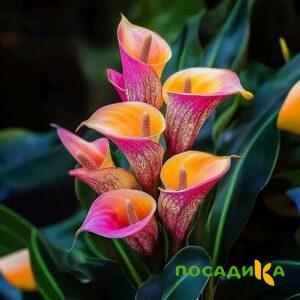 Калла Оникс купить по цене от 450р. в интернет-магазине «Посадика» с доставкой почтой в в Карабаше и по всей России – [изображение №1].