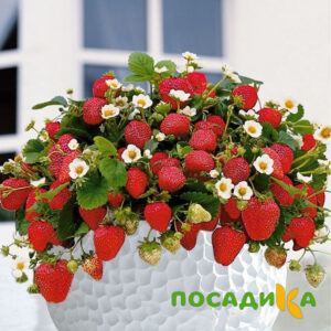 Клубника Рубиновый Шепот (горшечная) купить по цене от 240р. в интернет-магазине «Посадика» с доставкой почтой в в Карабаше и по всей России – [изображение №1].