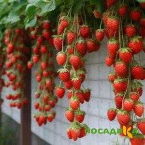 Клубника вьющаяся Комплимент купить по цене от 470р. в интернет-магазине «Посадика» с доставкой почтой в в Карабаше и по всей России – [изображение №1].