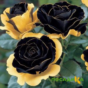 Роза Ханни Сикл купить по цене от 700р. в интернет-магазине «Посадика» с доставкой почтой в в Карабаше и по всей России – [изображение №1].
