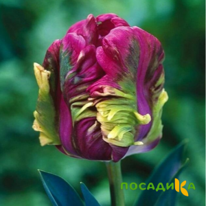 Тюльпан Экзотик Хэвен купить по цене от 186р. в интернет-магазине «Посадика» с доставкой почтой в в Карабаше и по всей России – [изображение №1].