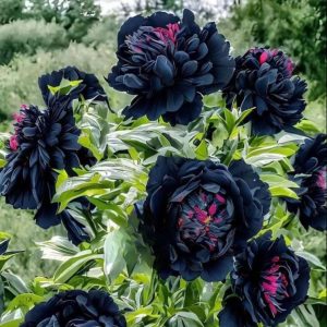 Пион древовидный Сердце Афродиты купить по цене от 600р. в интернет-магазине «Посадика» с доставкой почтой в в Карабаше и по всей России – [изображение №1].