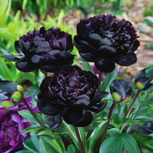 Пион Королевский Бархат купить по цене от 419р. в интернет-магазине «Посадика» с доставкой почтой в в Карабаше и по всей России – [изображение №1].