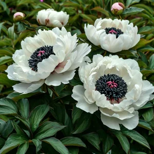 Пион Инк Эн купить по цене от 429р. в интернет-магазине «Посадика» с доставкой почтой в в Карабаше и по всей России – [изображение №1].