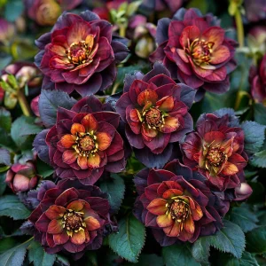 Морозник Сноу Дроп купить по цене от 348р. в интернет-магазине «Посадика» с доставкой почтой в в Карабаше и по всей России – [изображение №1].