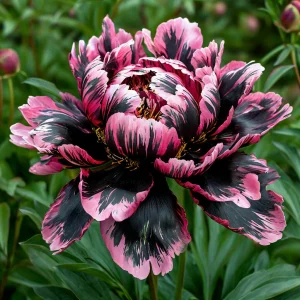 Пион Дроп Руби купить по цене от 469р. в интернет-магазине «Посадика» с доставкой почтой в в Карабаше и по всей России – [изображение №1].