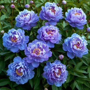 Пион Голубой лотос купить по цене от 590р. в интернет-магазине «Посадика» с доставкой почтой в в Карабаше и по всей России – [изображение №1].