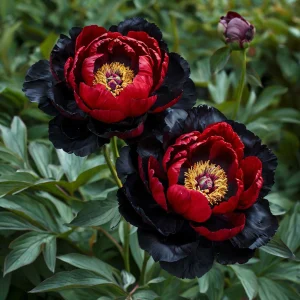 Пион Эбеновый Рубин купить по цене от 419р. в интернет-магазине «Посадика» с доставкой почтой в в Карабаше и по всей России – [изображение №1].