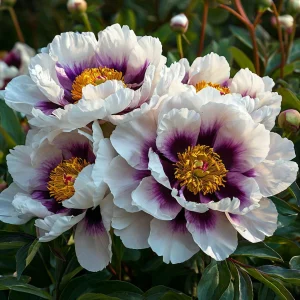 Пион Эко Саммер купить по цене от 548р. в интернет-магазине «Посадика» с доставкой почтой в в Карабаше и по всей России – [изображение №1].