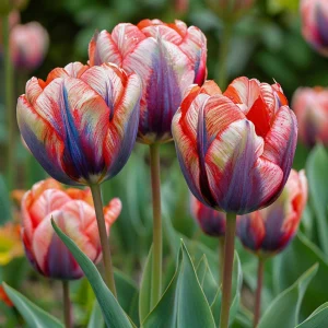 Тюльпан Эбисан Грэйс купить по цене от 217р. в интернет-магазине «Посадика» с доставкой почтой в в Карабаше и по всей России – [изображение №1].