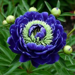 Пион Дримвивер купить по цене от 417р. в интернет-магазине «Посадика» с доставкой почтой в в Карабаше и по всей России – [изображение №1].