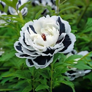 Пион Монохромный Шик купить по цене от 429р. в интернет-магазине «Посадика» с доставкой почтой в в Карабаше и по всей России – [изображение №1].