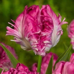 Тюльпан махровый Кул Кристал купить по цене от 400р. в интернет-магазине «Посадика» с доставкой почтой в в Карабаше и по всей России – [изображение №1].